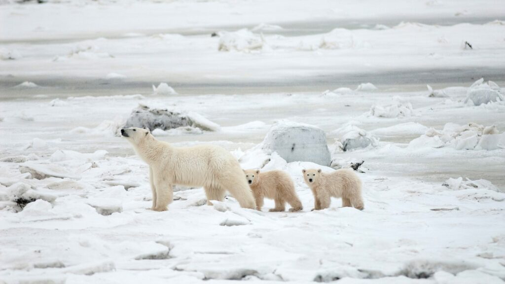 polar-bears-01-ht-jef-250130_1738251505512_hpMain_16x9.jpg