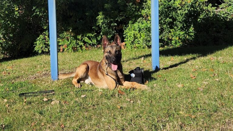 K9-Preacher_1739443821646_hpMain_16x9.jpg