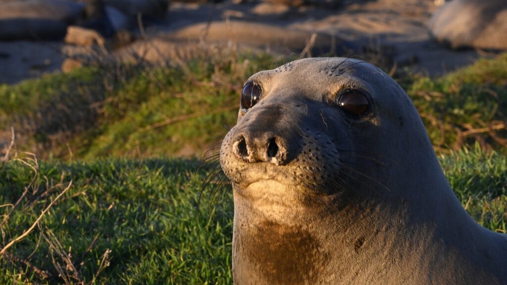 elephant-seal-2-ht-jm-250212_1739390519499_hpMain_16x9.JPG