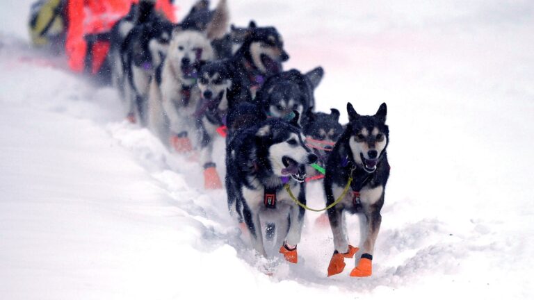 iditarod-sled-dogs-gty-jt-250226_1740609928904_hpMain_16x9.jpg