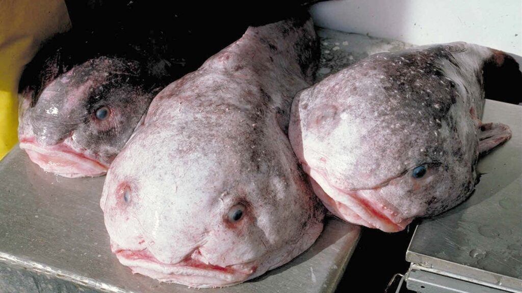 blobfish-01-gty-jef-250319_1742394546149_hpMain_16x9.jpg