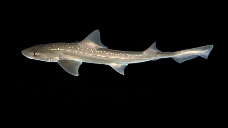 shark-ht-jt-250326_1743014390176_hpMain_16x9.jpg