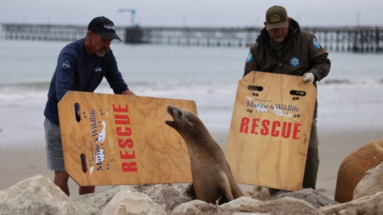 sick-sea-lions-01-gty-jef-250326_1743000699364_hpMain_16x9.jpg