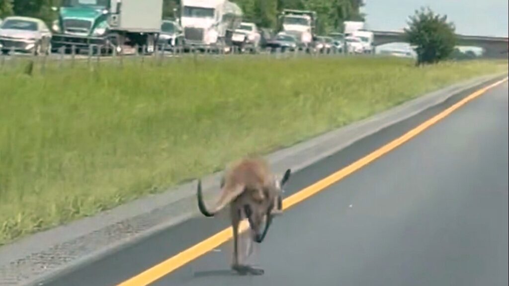 alabama-kangaroo_1745992818028_hpMain_16x9.jpg