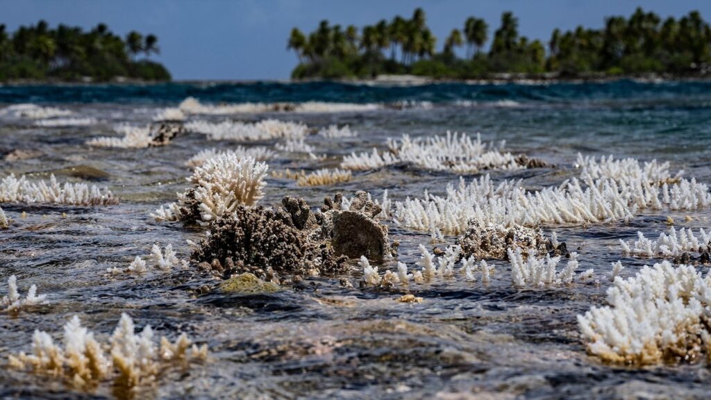 coral-01-ht-jef-250421_1745243594761_hpMain_16x9.jpg