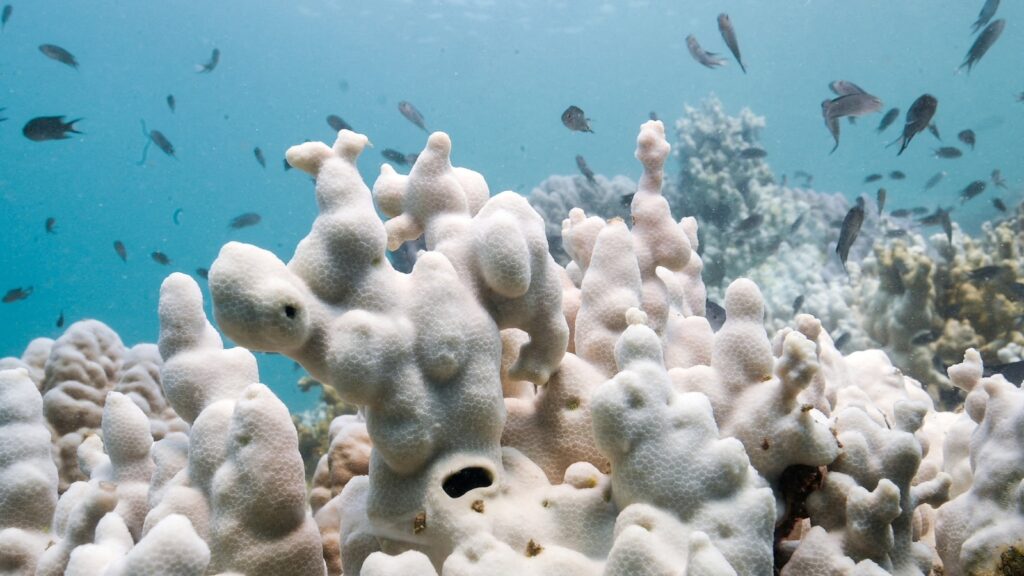 coral-1-rt-er-241024_1729783997377_hpMain_16x9.jpg