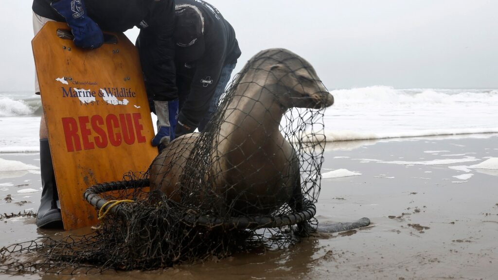 sea-lion-2-gty-er-250424_1745527302131_hpMain_16x9.jpg