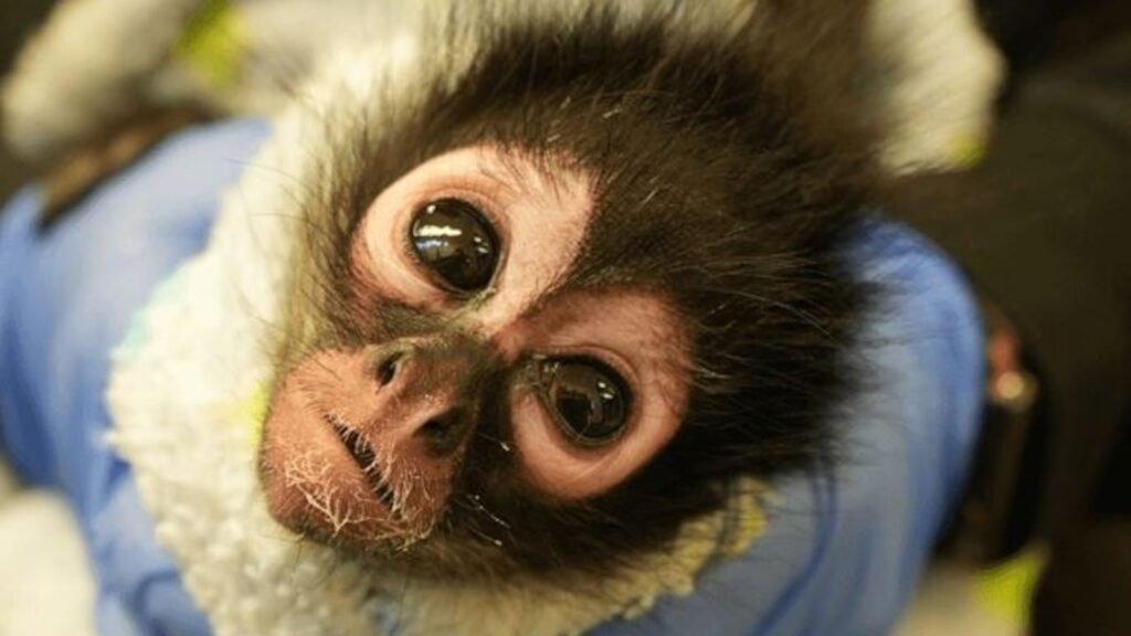 Spider-Monkey-CA_1747291152711_hpMain_16x9.JPG