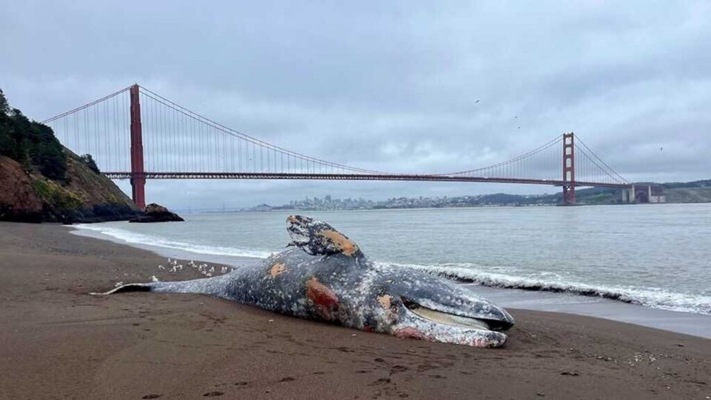 a._gray_whale_kirby_cove_5.28.25_photo_by_marjorie_cox_c_the_marine_mammal_center_1748592922172_hpMain_16x9.jpg