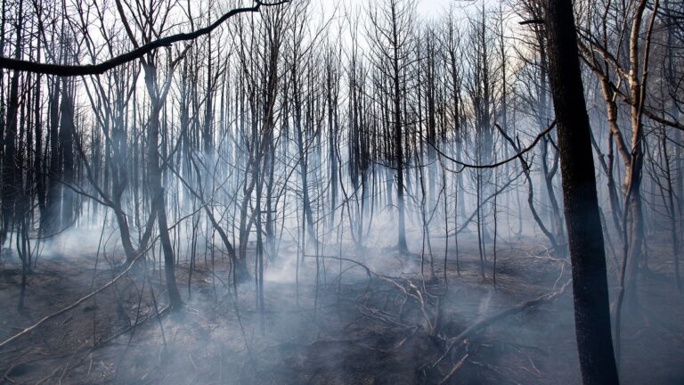 new-jersey-wildfires-01-gty-jef-250424_1745497115118_hpMain_16x9.jpg
