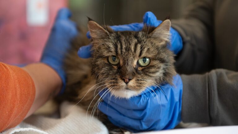 survivor-cat-ht-jt-250530_1748623869678_hpMain_16x9.jpg
