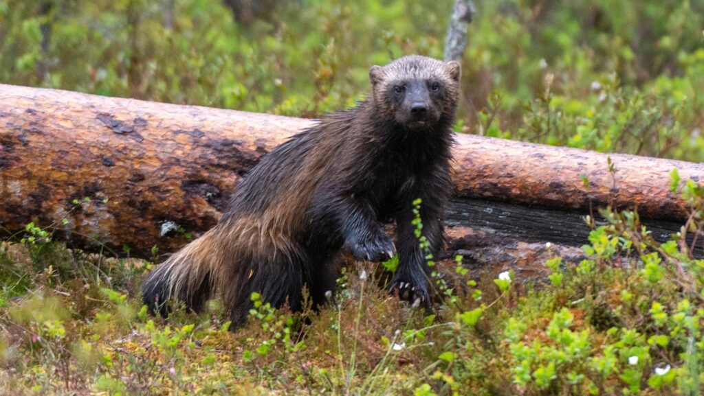 wolverine-1-gty-er-250530_1748633710678_hpMain_16x9.jpg