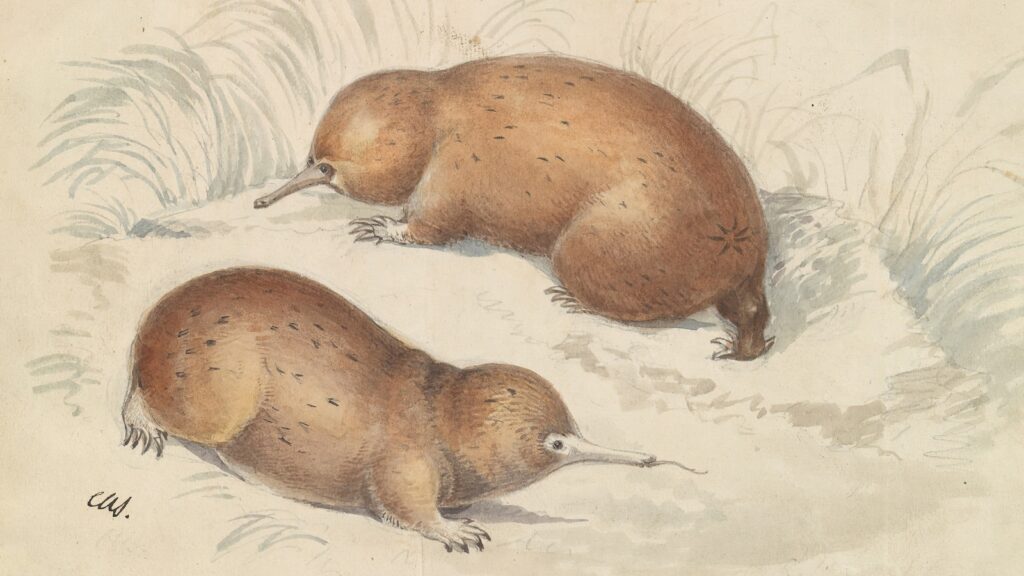 Echidna-gty-er-250612_1749747473616_hpMain_16x9.jpg