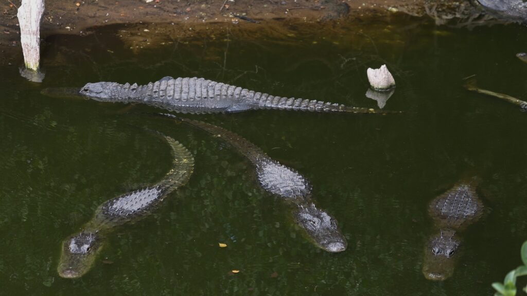 alligator-alcatrazfive-gty-bh-250625_1750867860994_hpMain_16x9.jpg