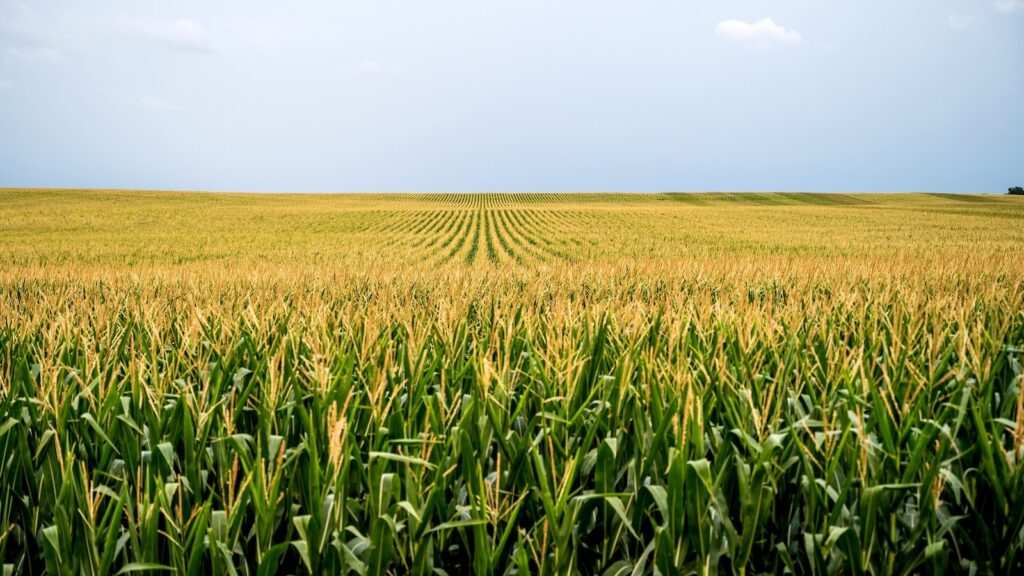 cornfield-iowa-gty-jt-250613_1749832354410_hpMain_16x9.jpg