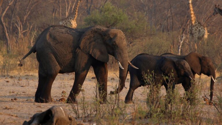 elephants-file-main_1749033360516_hpMain_16x9.jpg