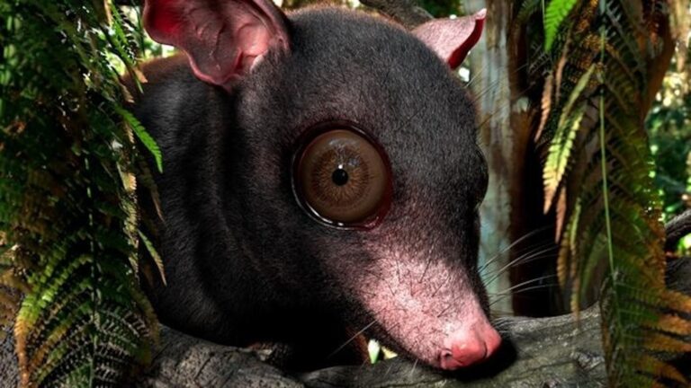 fossil-possum-ht-jt-250624_1750779024745_hpMain_16x9.jpg