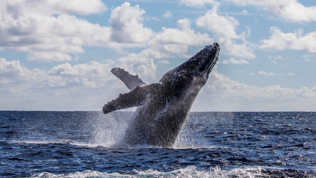 humpback-whale-01-gty-jef-250609_1749484213036_hpMain_16x9.jpg