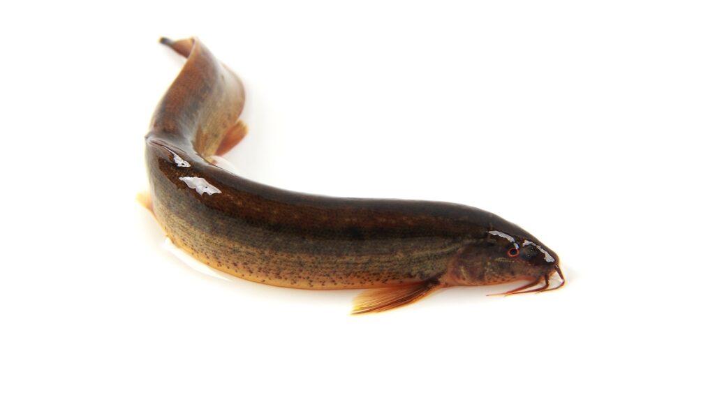 loach-gty-er-250623_1750708568100_hpMain_16x9.jpg