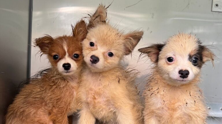 puppy-mill-rescue-ht-jt-250606_1749227142644_hpMain_16x9.jpg
