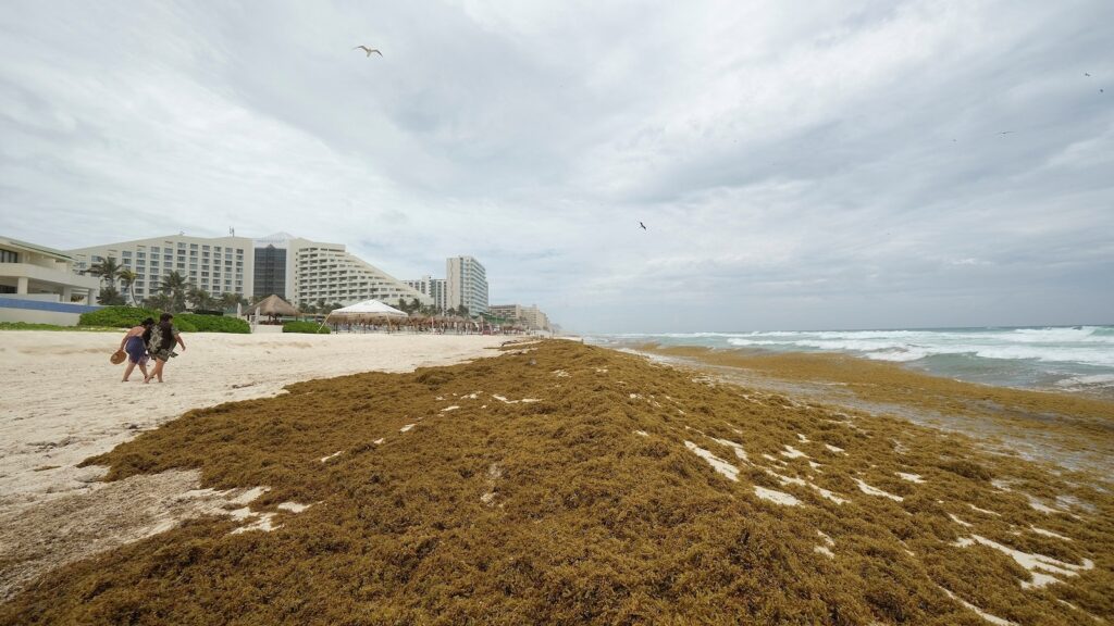 sargassum-01-rt-jef-250605_1749144610688_hpMain_16x9.jpg