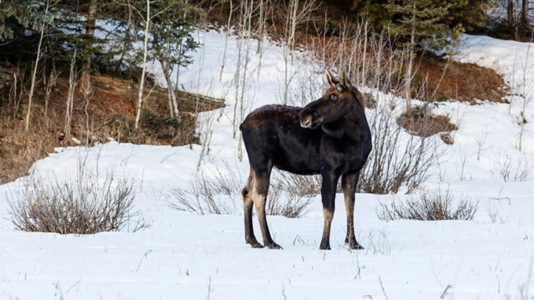 Bull-moose-NPS_1752824353864_hpMain_16x9.jpg