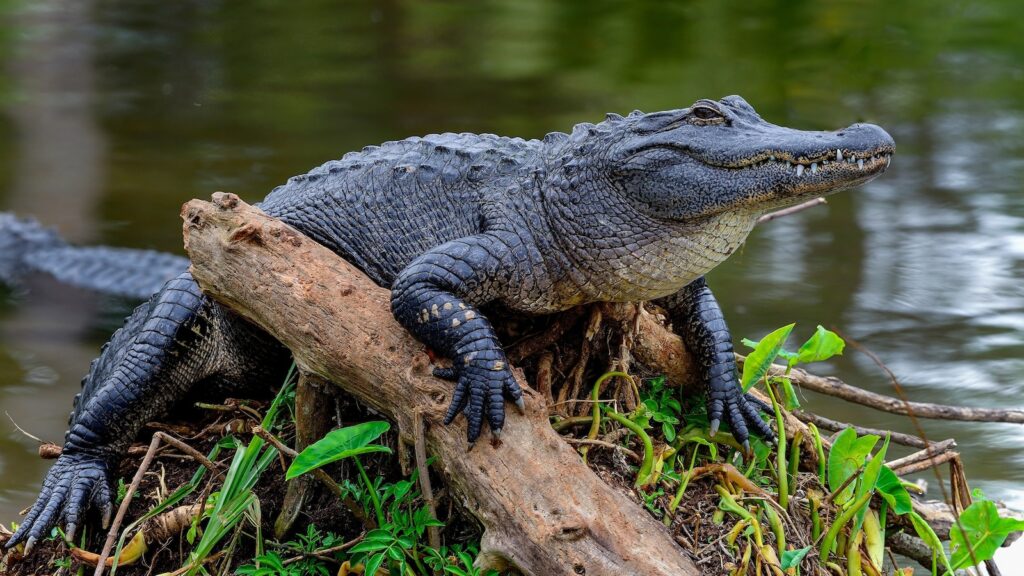 alligator-ht-gmh-250724_1753366958858_hpMain_16x9.jpg