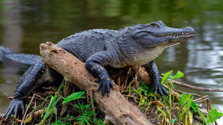 alligator-ht-gmh-250724_1753366958858_hpMain_16x9.jpg