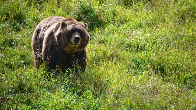 bear-1-gty-er-250723_1753291621682_hpMain_16x9.jpg