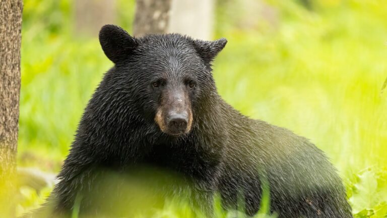 bear-gty-er-250730_1753894588593_hpMain_16x9.jpg