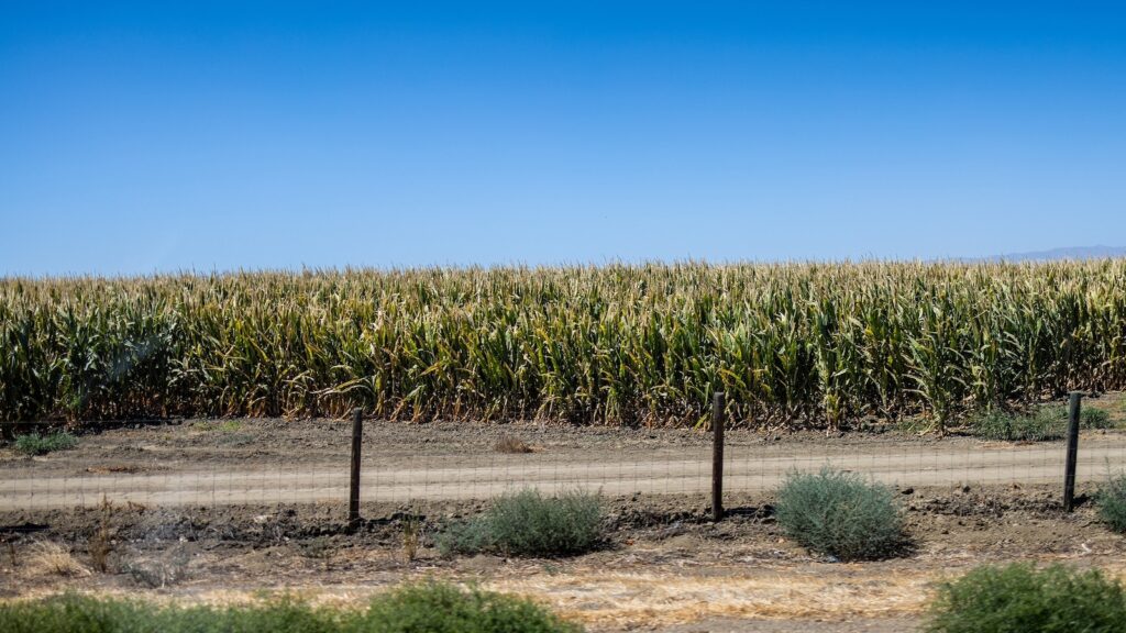 corn-field-01-gty-jef-250724_1753379378191_hpMain_16x9.jpg