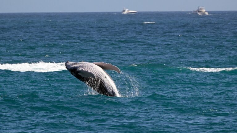 gray-whale-gty-jef-250721_1753113069586_hpMain_16x9.jpg