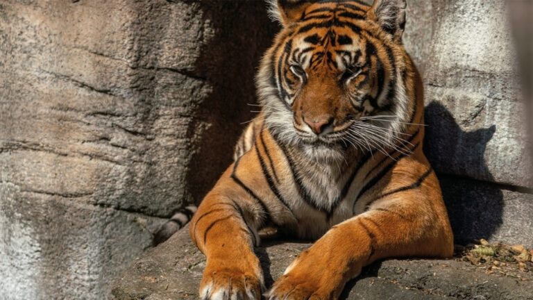 Tiger-Denmark_1754378581717_hpMain_16x9.jpg