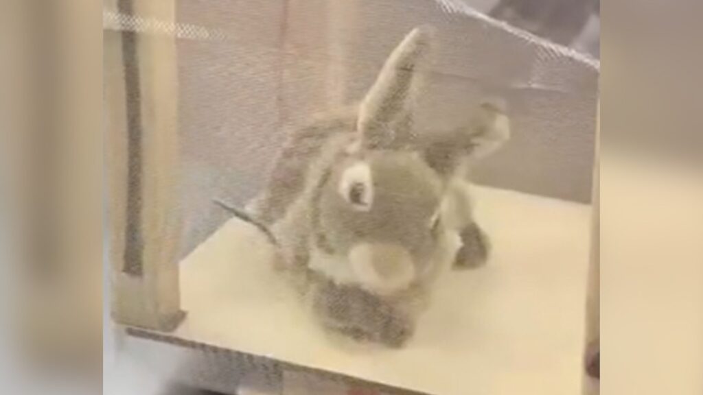 bunny-1-ht-er-250805_1754416497243_hpMain_16x9.jpg