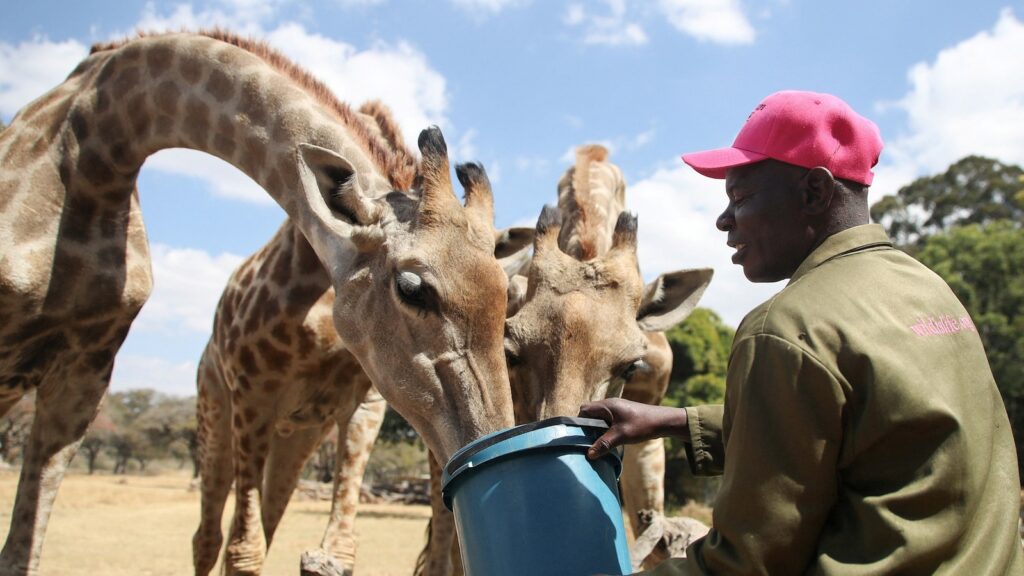 giraffe-classification_1755778935743_hpMain_16x9.jpg