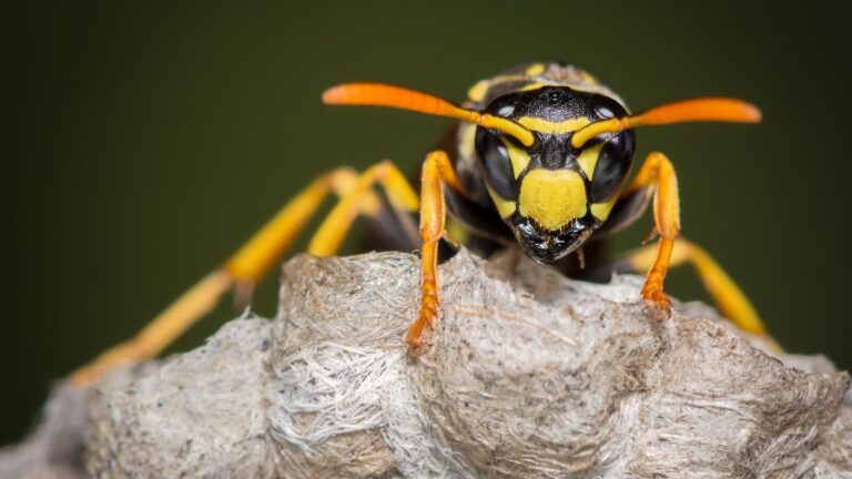 wasp-gty-jt-250807_1754580246720_hpMain_16x9.jpg