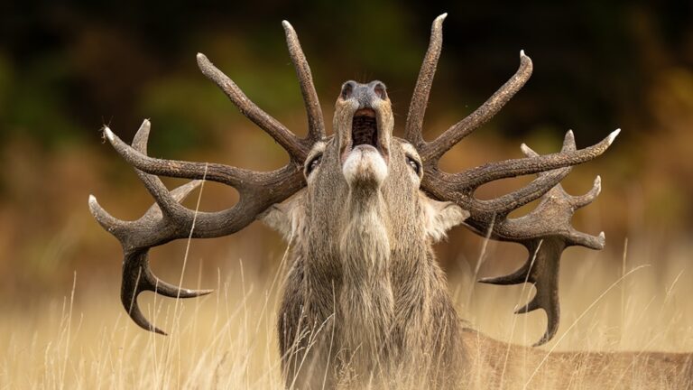 wildlife-photographer-year-01-ht-jef-250827_1756300994232_hpMain_2_16x9.jpg