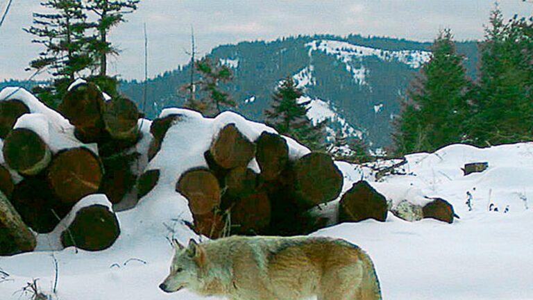 wirestory_ea893a7f07796d03664b02a33dd5ddcb_16x9.jpg
