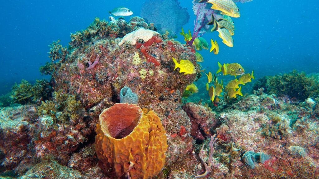 coral-reef-florida-gty-jt-250902_1756841820280_hpMain_16x9.jpg