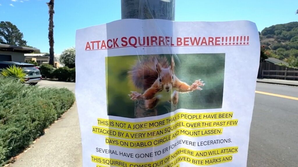 squirrel-1-ht-gmh-250923_1758635301699_hpMain_16x9.jpg