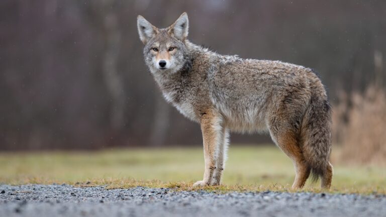 coyote-as-er-251030_1761838827271_hpMain_16x9.jpg