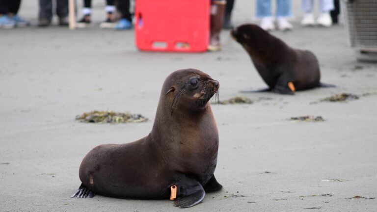 seal-2-abc-er-251014_1760481665238_hpMain_16x9.jpg