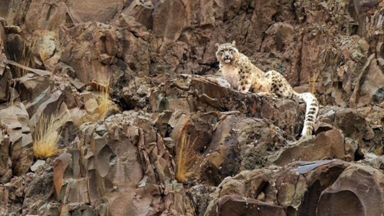 snow-leopard-2-ht-jt-251008_1759943651977_hpMain_16x9.jpg