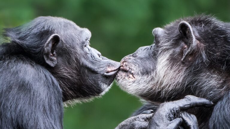 chimp-kiss-gty-jt-251119_1763579641866_hpMain_16x9.jpg